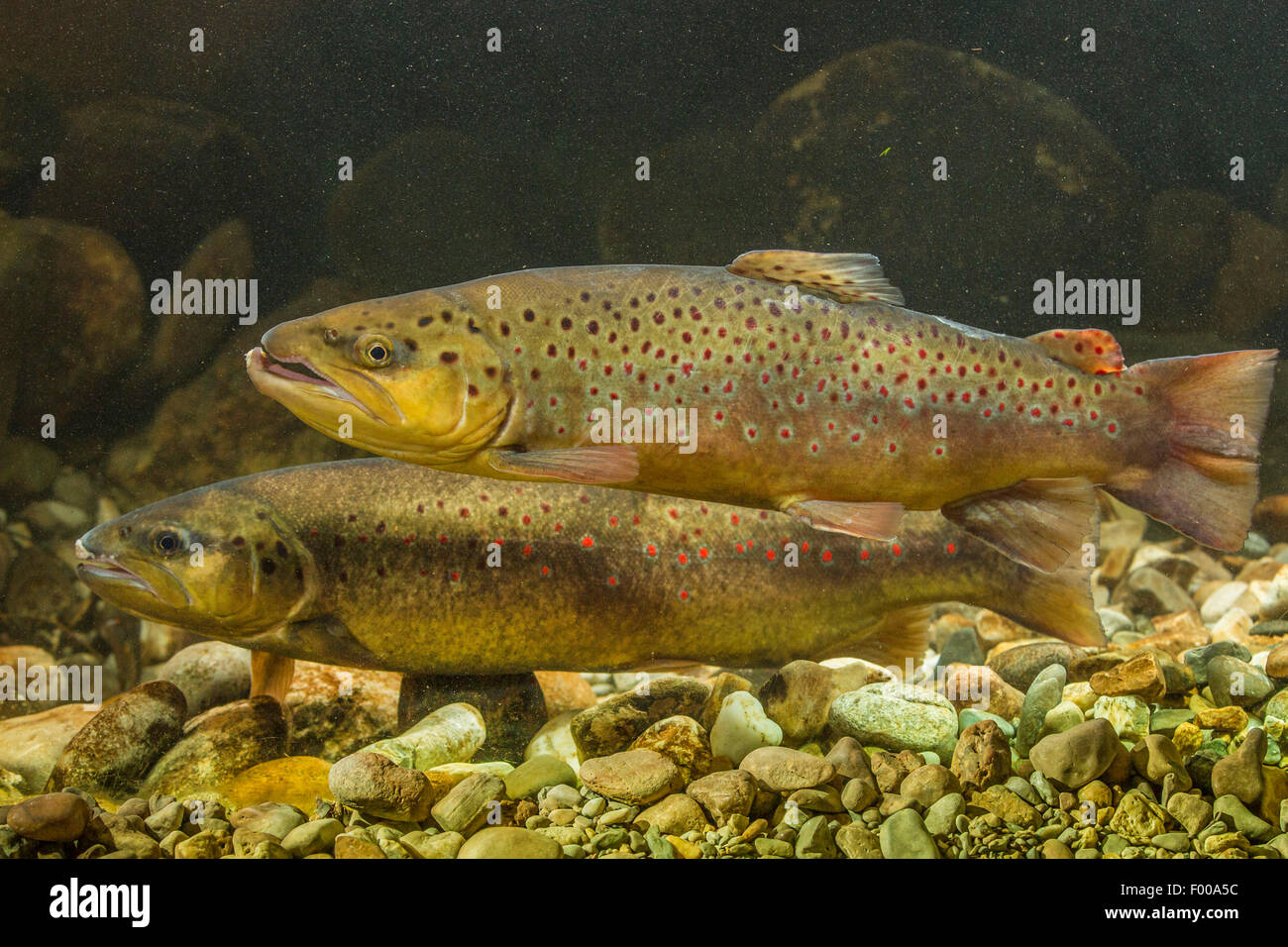 La trota fario trota di fiume, trota di fiume (Salmo trutta fario), maschio e femmina la deposizione delle uova, in Germania, in Baviera Foto Stock