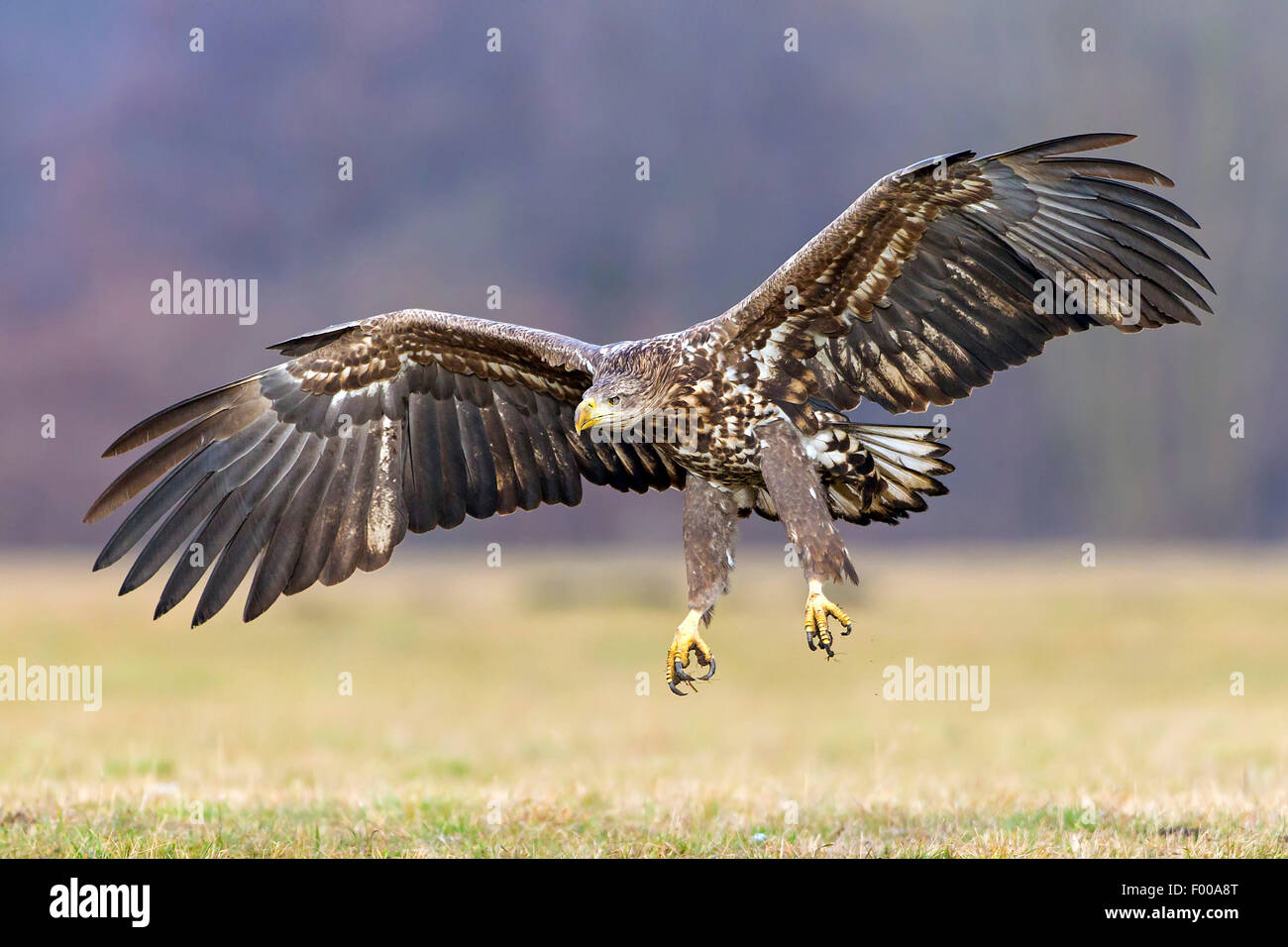 White-tailed sea eagle (Haliaeetus albicilla), lo sbarco in un prato, Svizzera Vallese Foto Stock