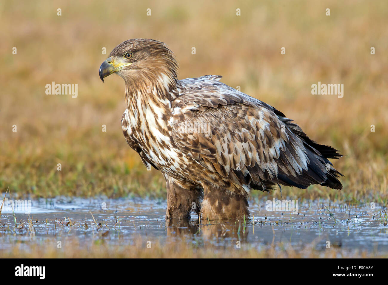 White-tailed sea eagle (Haliaeetus albicilla), in piedi in acqua poco profonda, Svizzera Vallese Foto Stock
