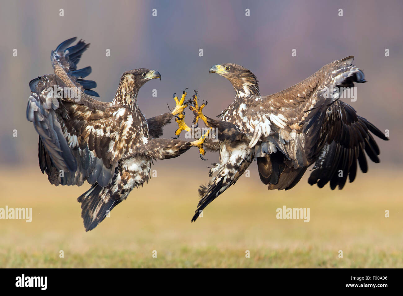 White-tailed sea eagle (Haliaeetus albicilla), due white-tailed aquile di mare combattendo in un prato , Svizzera Vallese Foto Stock