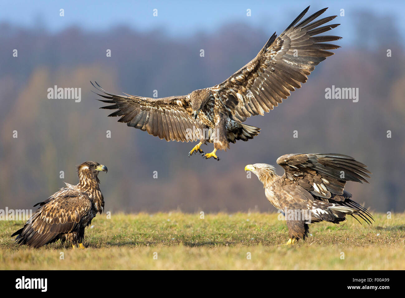 White-tailed sea eagle (Haliaeetus albicilla), tre white-tailed aquile di mare in conflitto in un prato , Svizzera Vallese Foto Stock