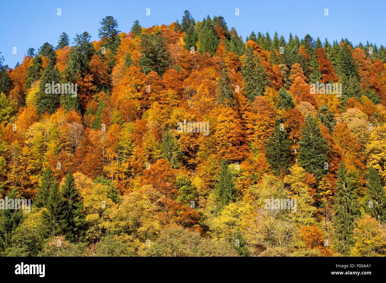 Foreste di montagna a valle Hinterstein in autunno, in Germania, in Baviera, Allgaeu Foto Stock