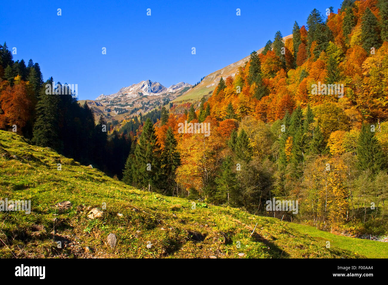 Foreste di montagna a valle Hinterstein in autunno, in Germania, in Baviera, Allgaeu Foto Stock