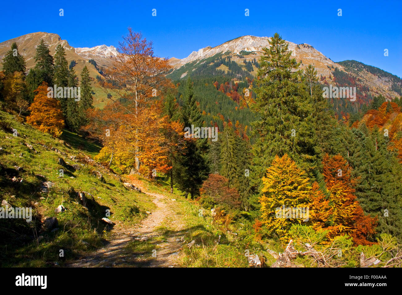 Foreste di montagna a valle Hinterstein in autunno, in Germania, in Baviera, Allgaeu Foto Stock