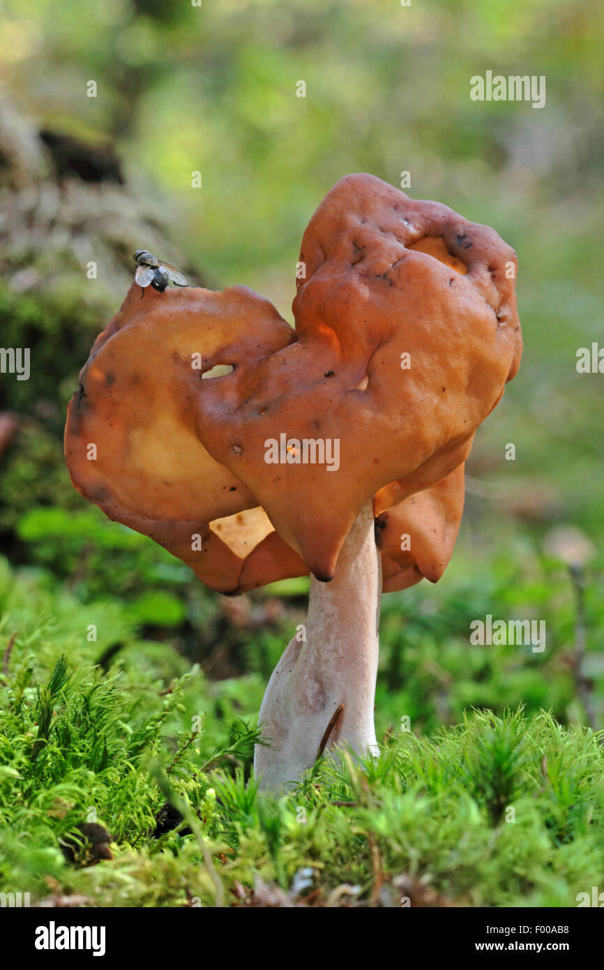Incappucciati false morel, Foliatile sella, Pouched False Morel (Gyromitra infula, Physomitra infula), corpo fruttifero di moss sul suolo della foresta, Germania Foto Stock