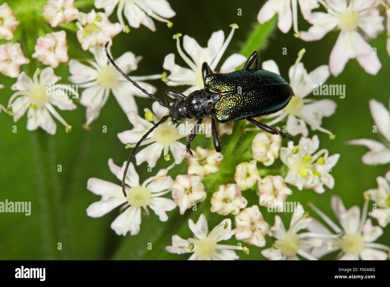 Longhorn Beetle (Carilia virginea, Gaurotes virginea), sui fiori bianchi, Germania Foto Stock
