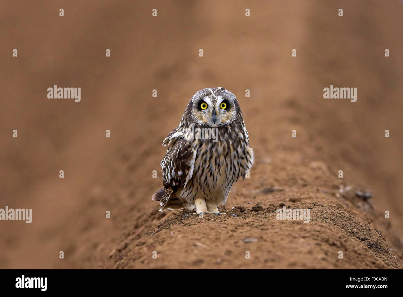 Corto-eared gufo comune (asio flammeus), seduto su un acro in primavera, Svizzera Vallese Foto Stock