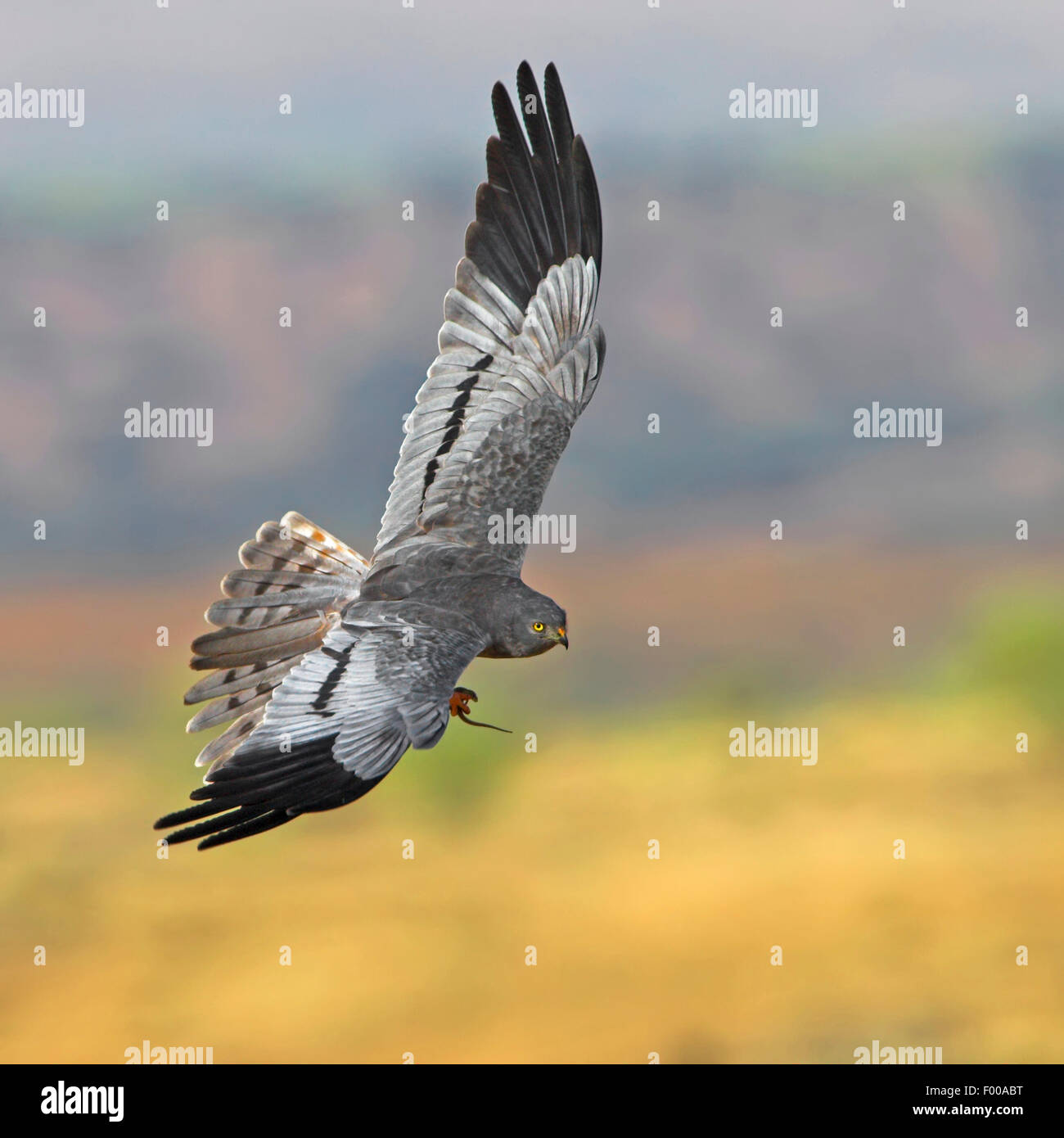 Montague's Harrier (Circus pygargus), in volo con la preda , Svizzera Vallese Foto Stock
