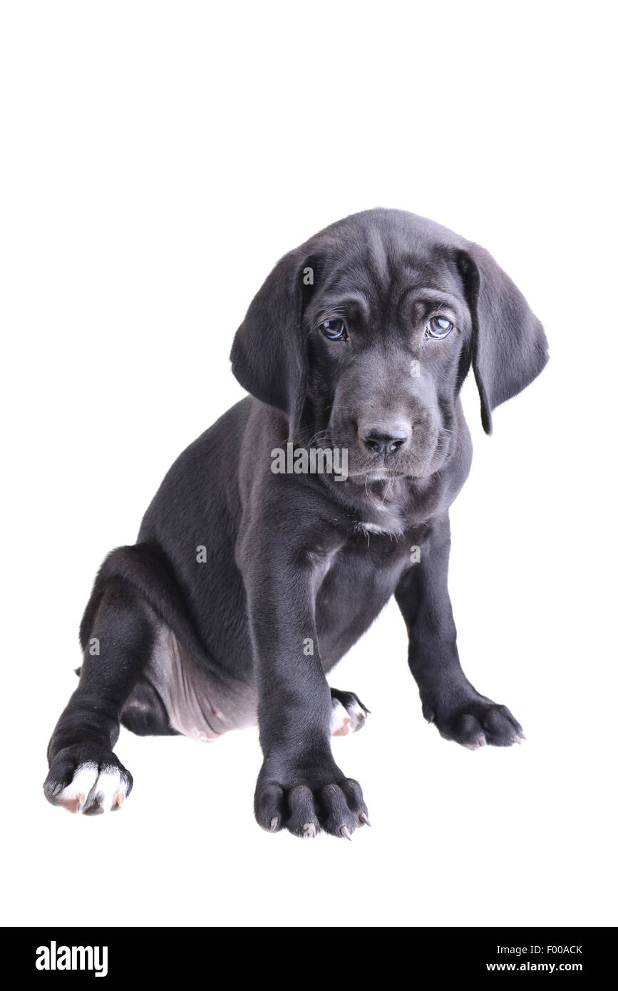 Close up di un cucciolo nero seduto isolato su uno sfondo bianco Foto Stock