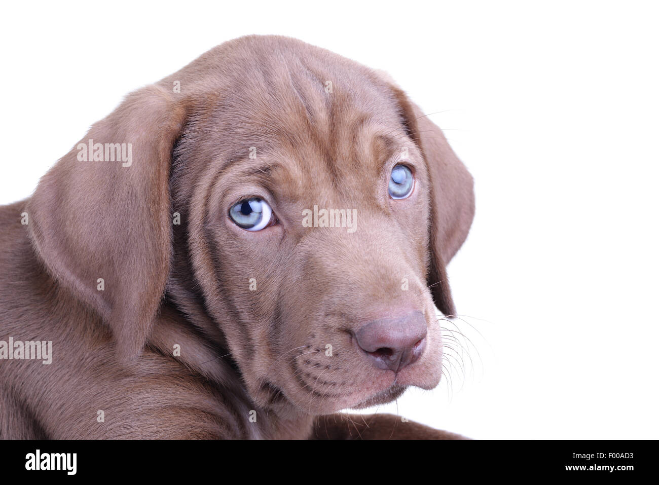 Close up di un cucciolo marrone con gli occhi blu isolato su uno sfondo bianco Foto Stock