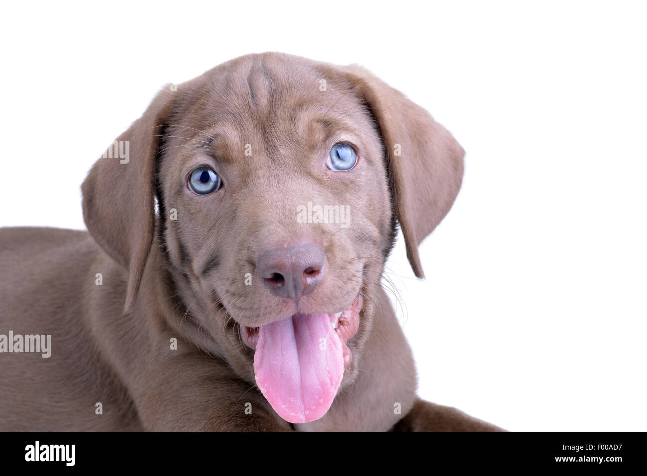Close up di un cucciolo marrone con gli occhi blu e la lingua fuori isolato su uno sfondo bianco Foto Stock