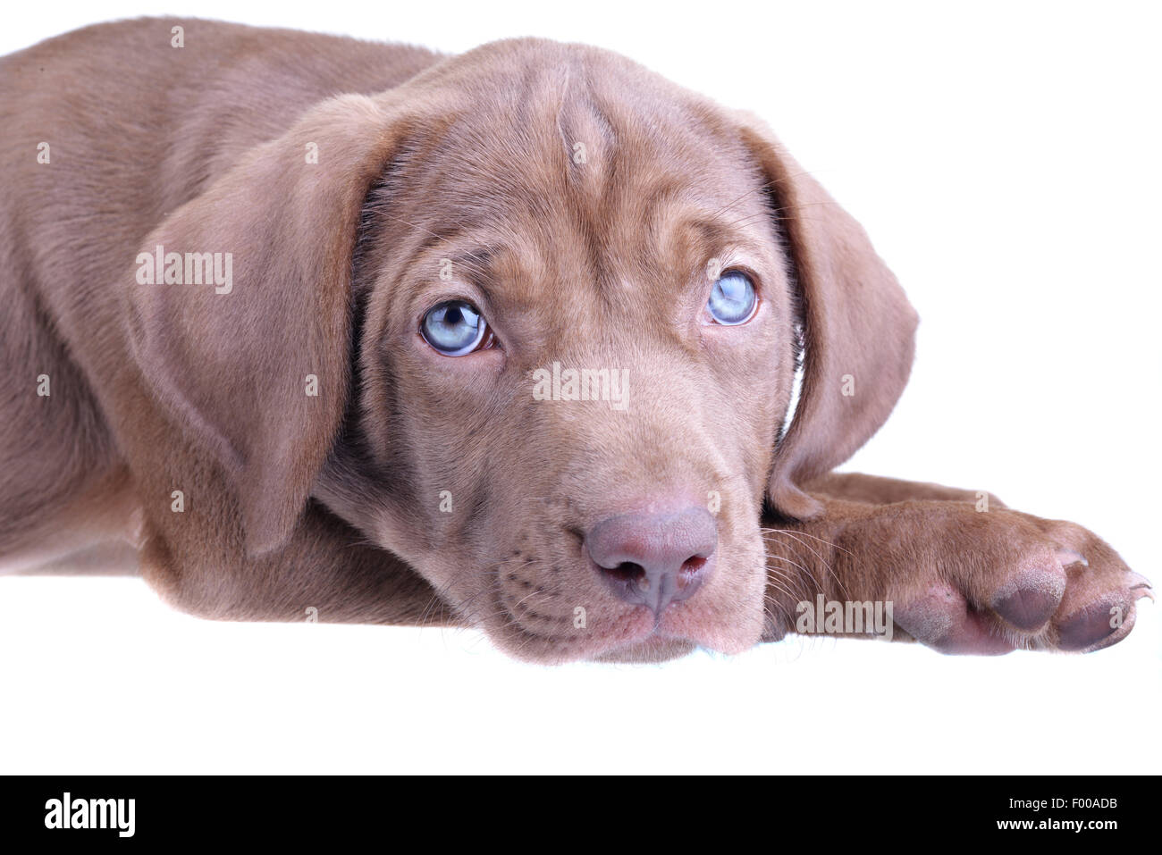 Grazioso cucciolo marrone che stabilisce isolato su uno sfondo bianco Foto Stock