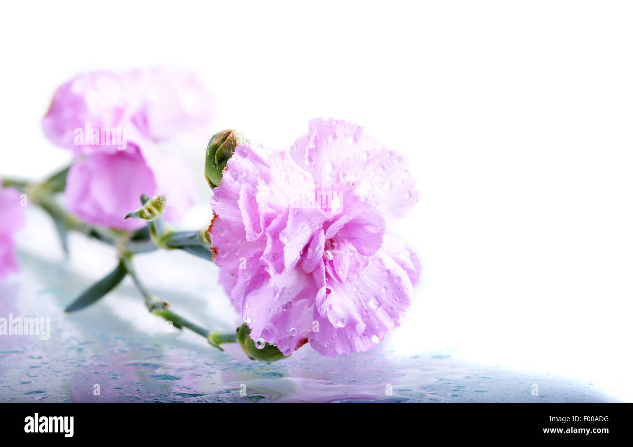 Garofani rosa con gocce d'acqua isolate su uno sfondo bianco Foto Stock