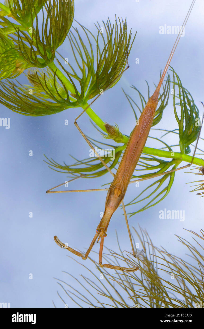Acqua Stick insetto, lungo corposo acqua Scorpion, Ago Bug (Ranatra linearis), di fronte waterplant, Germania Foto Stock