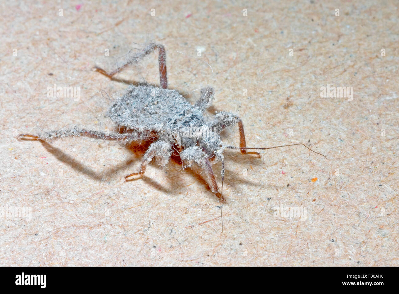 Mascherato bug hunter, volare bug (Reduvius personatus), ninfa, Germania Foto Stock