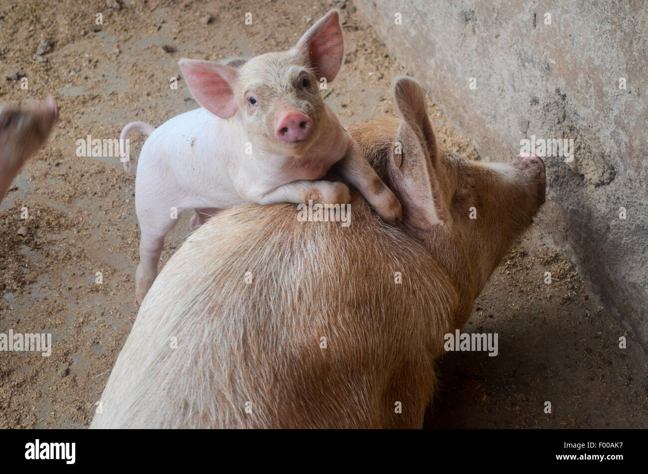 Maiale e porcellino Foto Stock