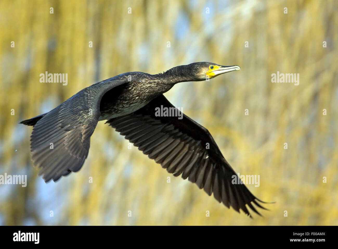 Cormorano (Phalacrocorax carbo), in volo, vista laterale, STATI UNITI D'AMERICA, Florida Everglades National Park Foto Stock