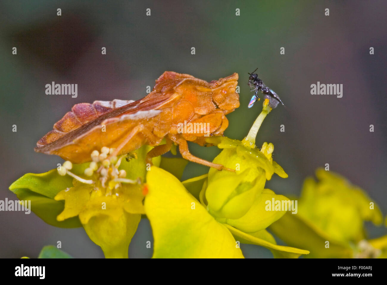 Imboscata bug (Phymata crassipes), sulla fioritura di euphorbia, Germania Foto Stock