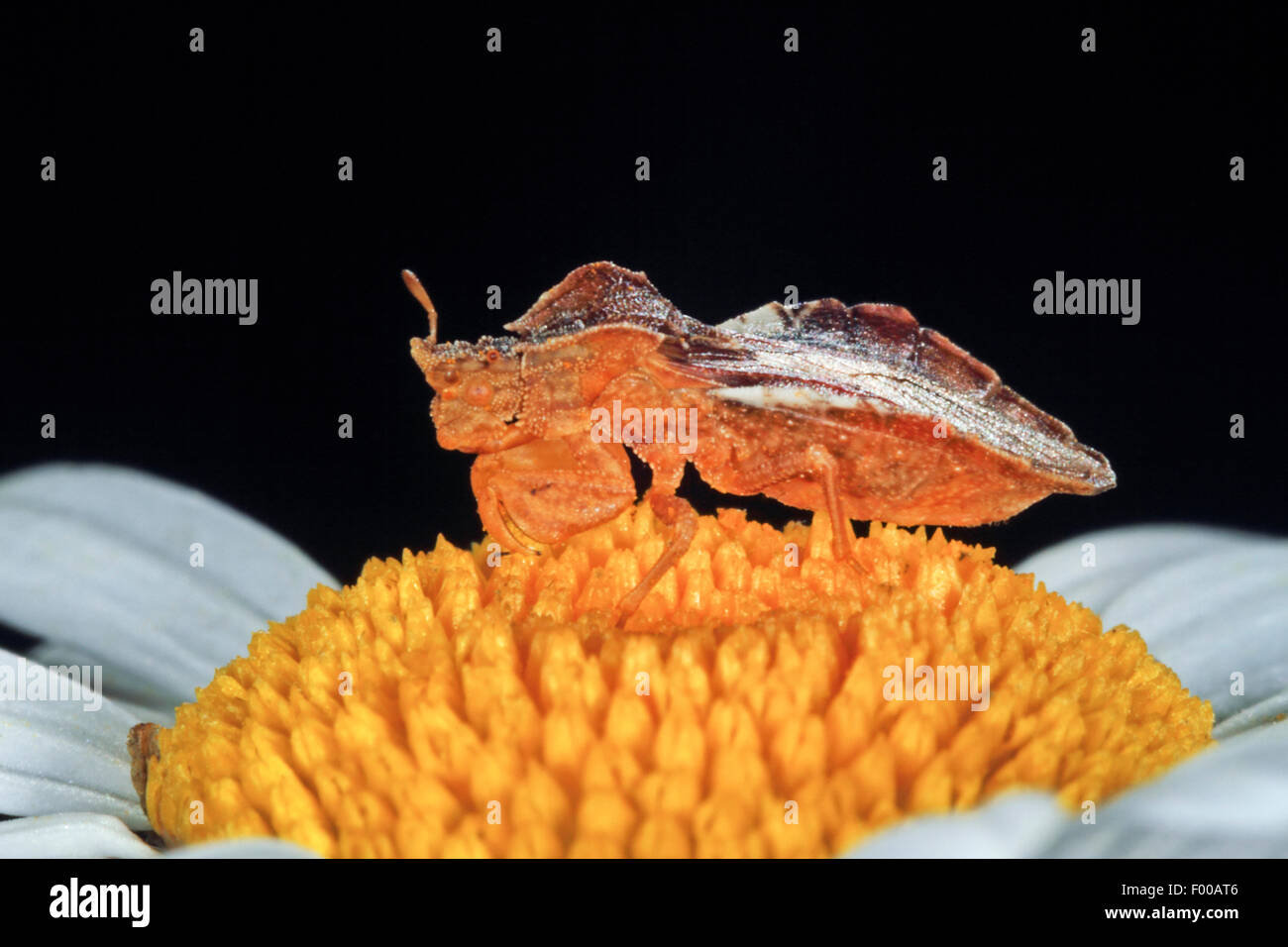 Imboscata bug (Phymata crassipes), su una margherita, Germania Foto Stock