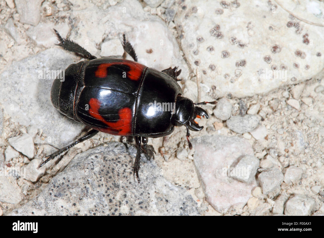 Lunar spotted mimare beetle, lunare-spotted mimare Beetle (Hister quadrimaculatus), su una pietra, Germania Foto Stock