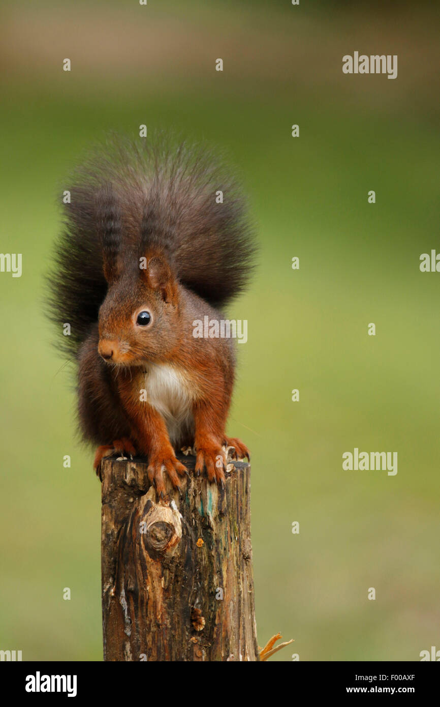 Unione scoiattolo rosso, Eurasian red scoiattolo (Sciurus vulgaris), sul palo da recinzione, in Germania, in Renania settentrionale-Vestfalia Foto Stock