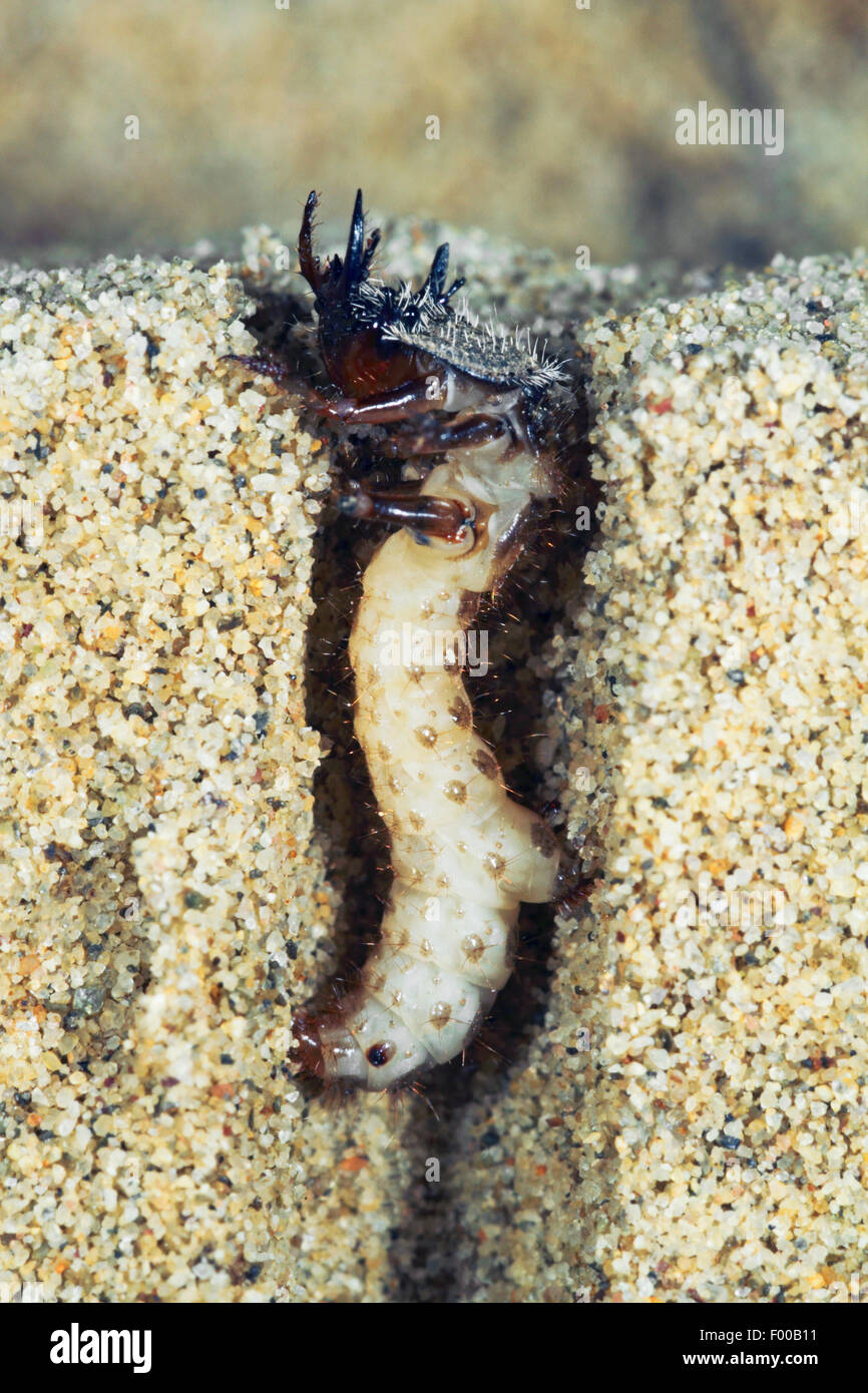 Dune tiger beetle (Cicindela hybrida), larva in un tubo nel terreno, Germania Foto Stock