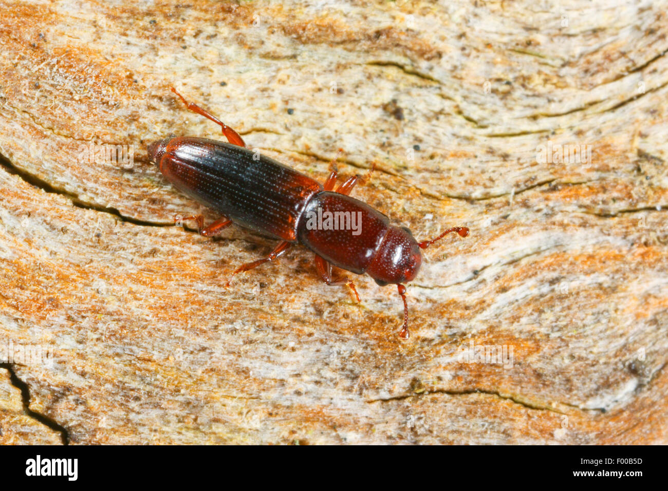 Root-eating coleotteri (Rhizophagus nitidulus), su deadwood Foto Stock