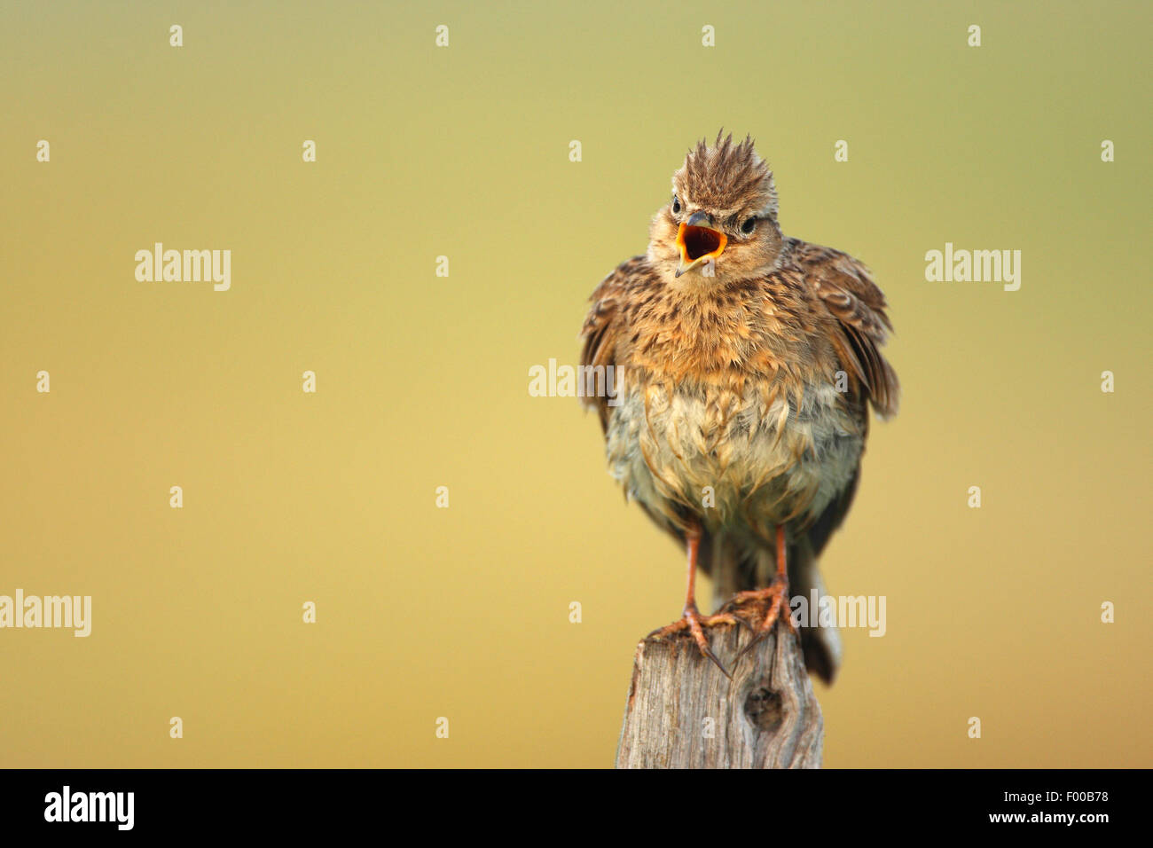 Eurasian sky lark (Alauda arvense), cantando su un montante in legno, Belgio Foto Stock