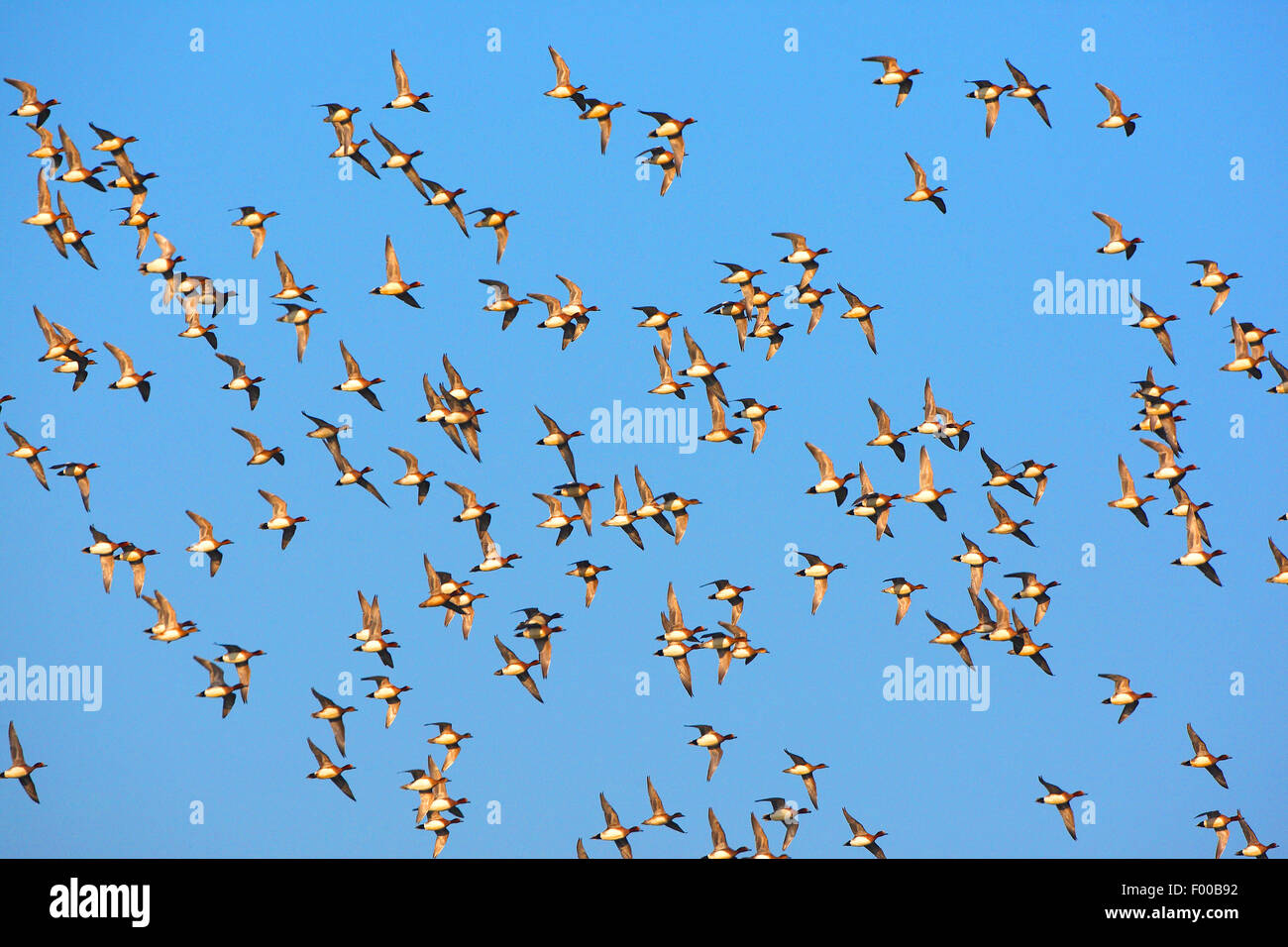 Wigeon europea (Anas penelope, Mareca penelope), gregge in volo , Belgium Foto Stock