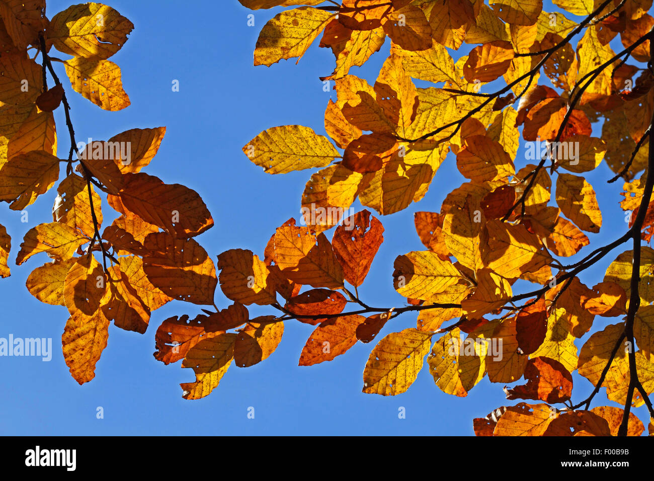 Comune di faggio (Fagus sylvatica), ramoscelli con foglie di autunno in controluce, Germania Foto Stock