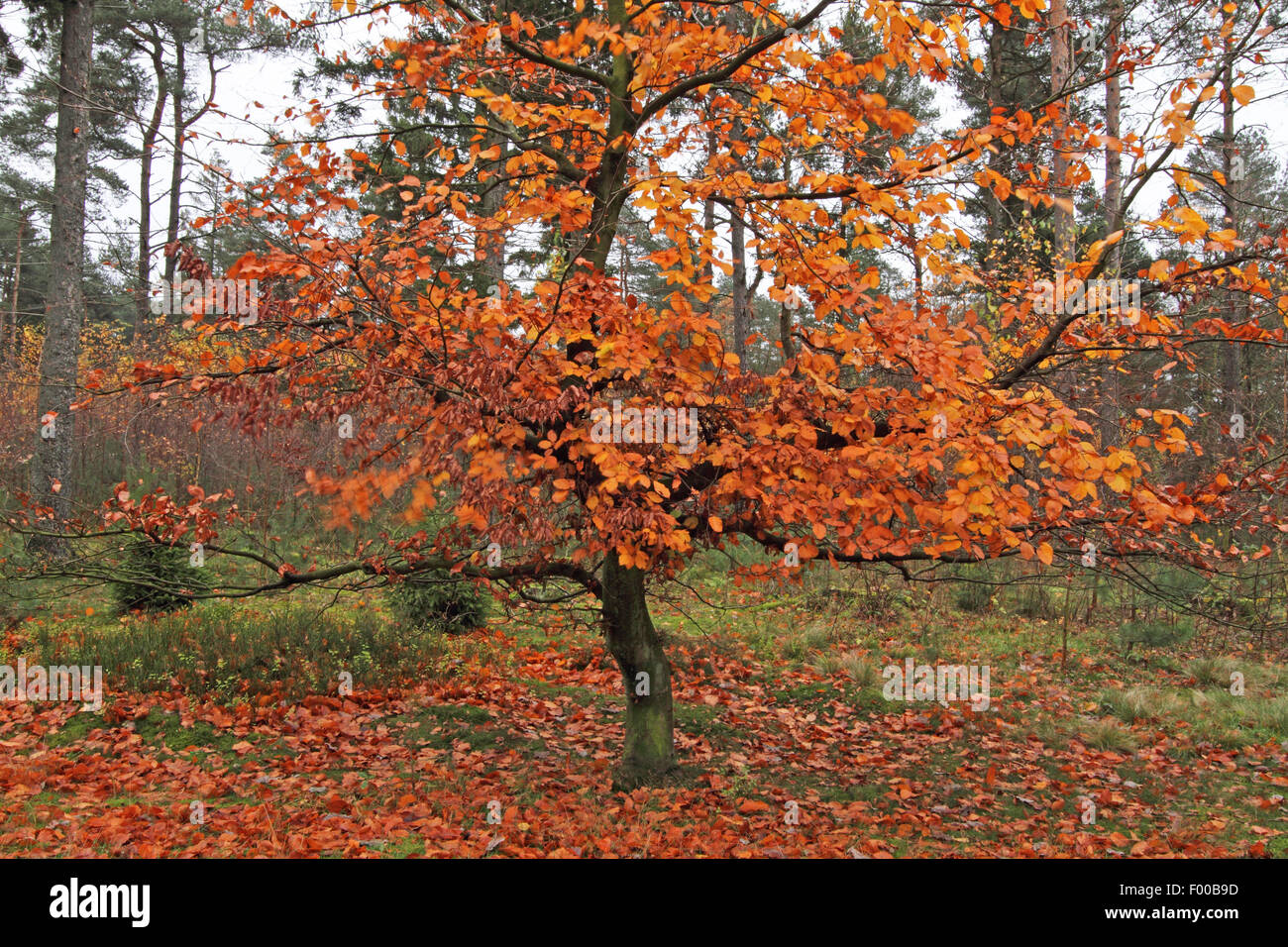 Comune di faggio (Fagus sylvatica), con foglie di autunno, Germania Foto Stock