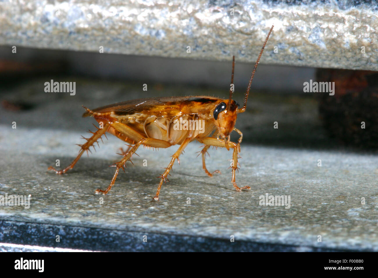 Il tedesco scarafaggio (Blattella germanica), scarafaggio in una rotaia, Germania Foto Stock
