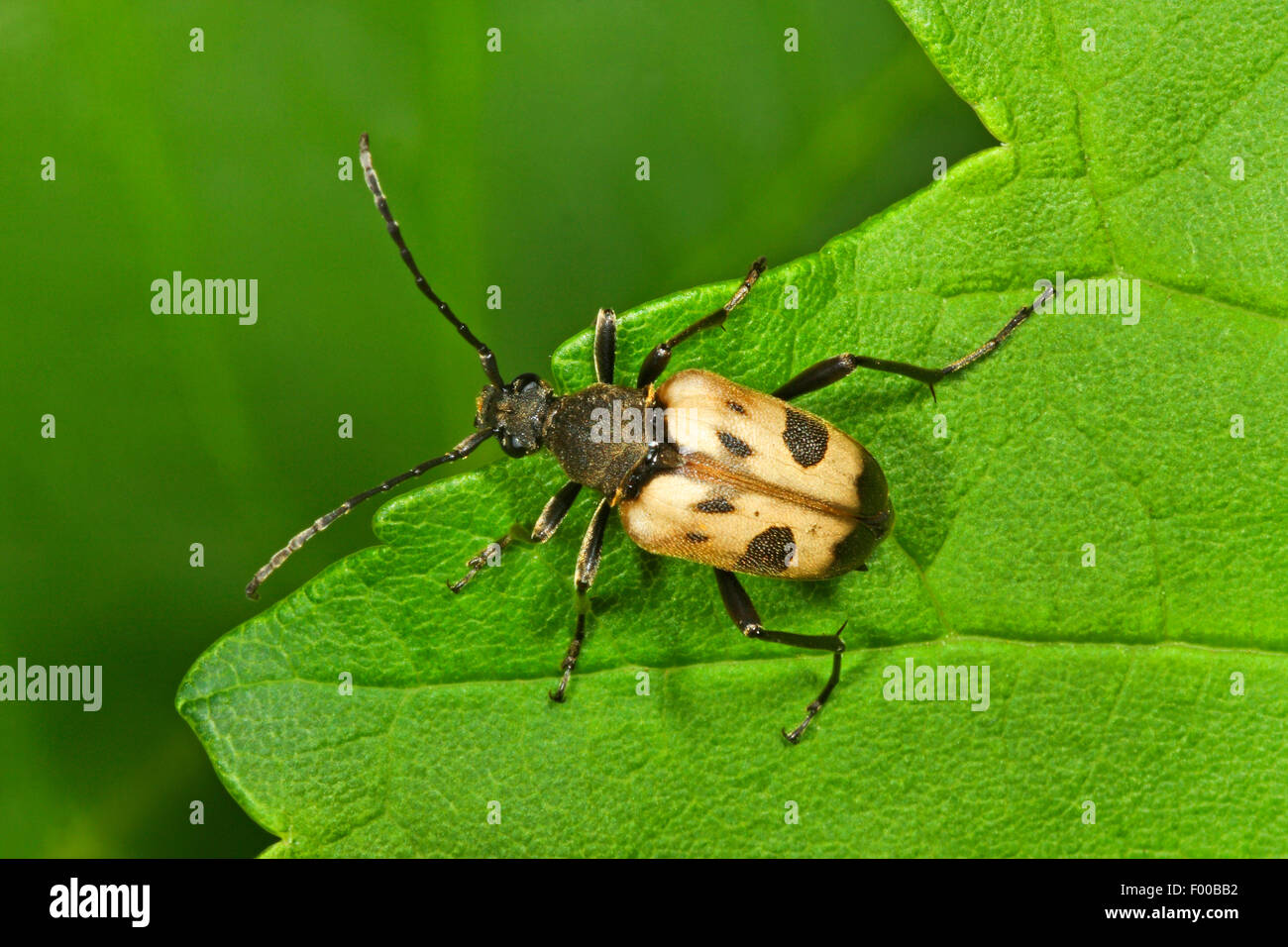 Chiazzato Longhorn Beetle (Pachytodes cerambyciformis, Judolia cerambyciformis), su una foglia, Germania Foto Stock