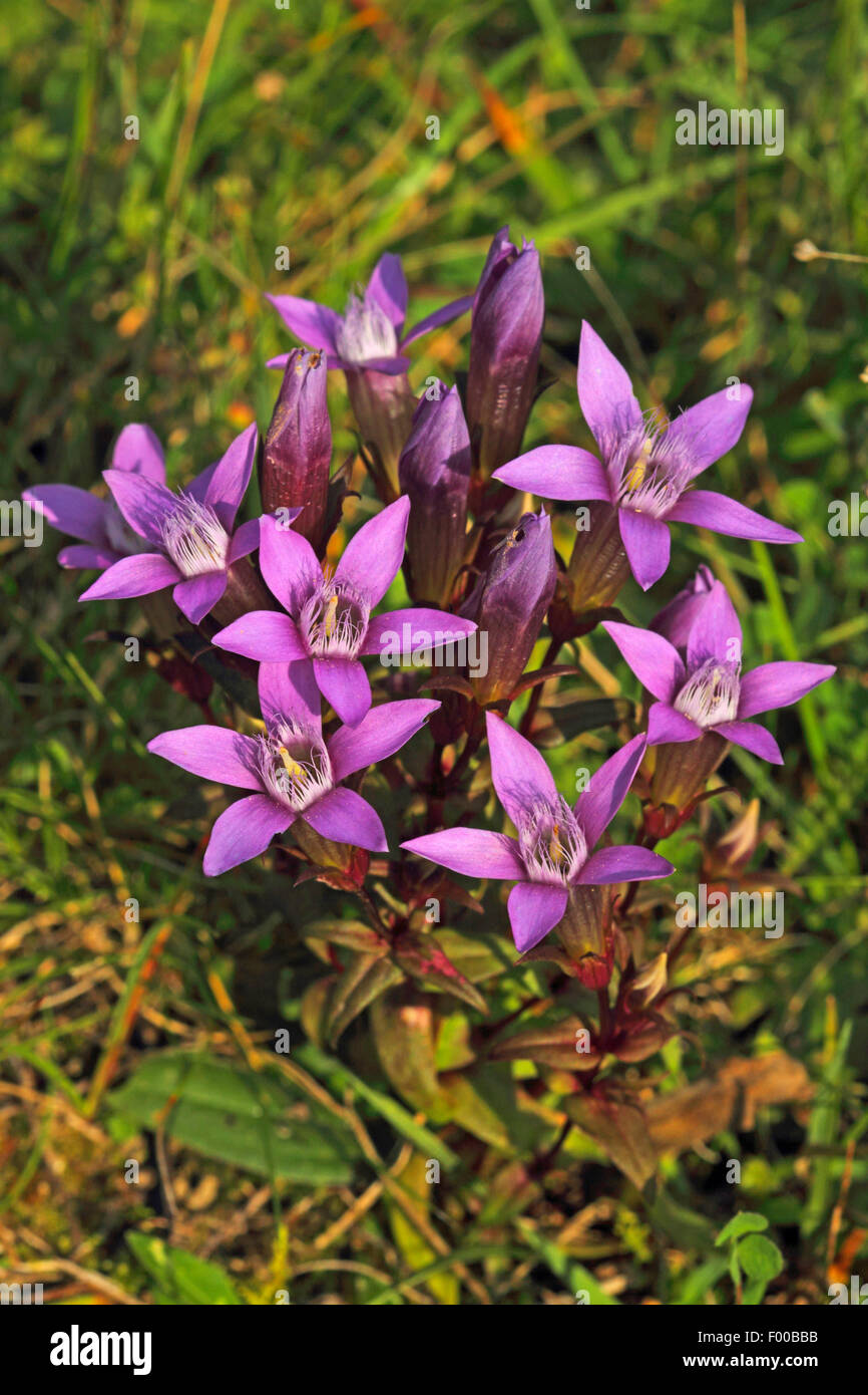 Il tedesco genziana, Chiltern genziana (Gentiana germanica, Gentianella germanica), fioritura, Germania Foto Stock