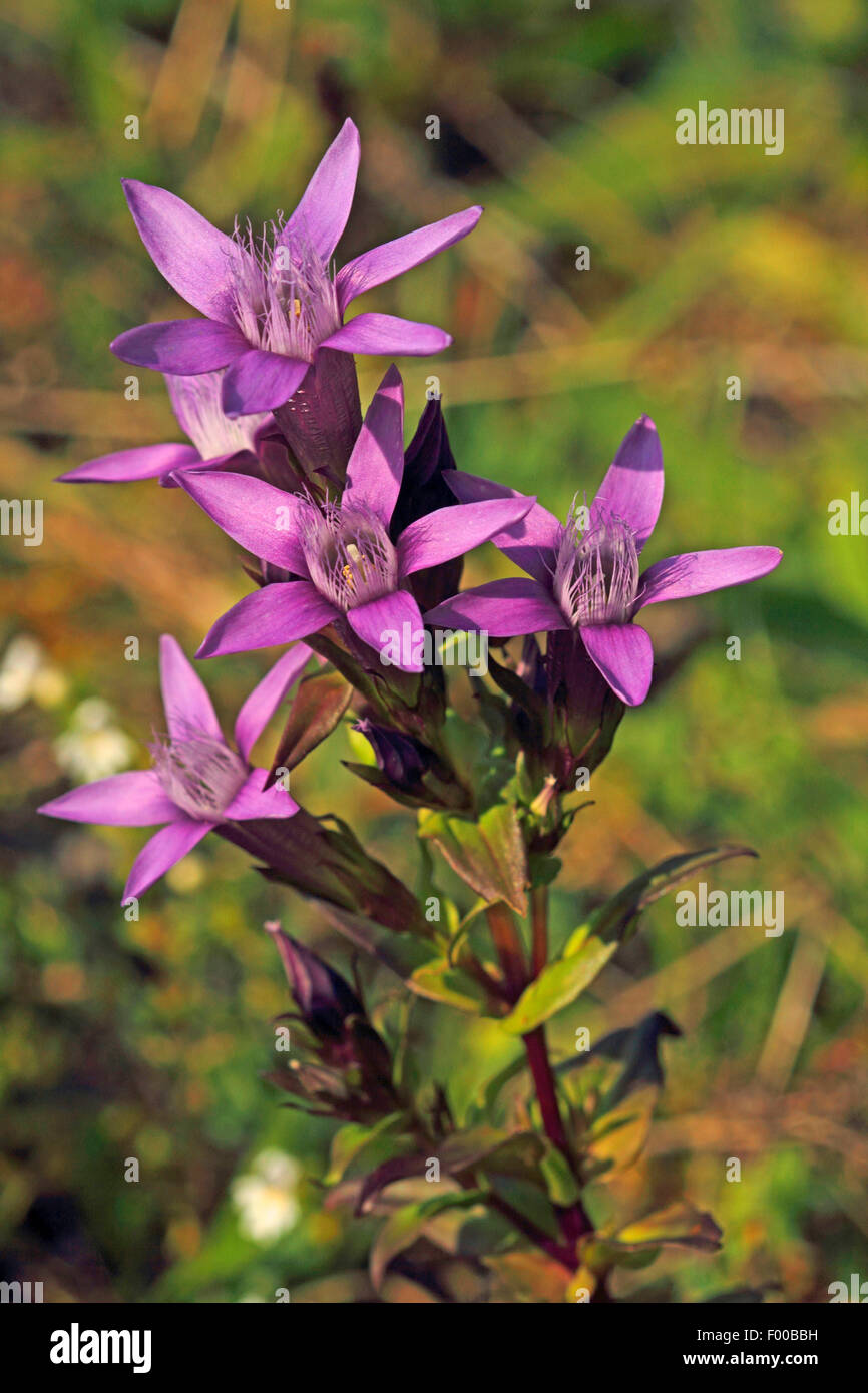 Il tedesco genziana, Chiltern genziana (Gentiana germanica, Gentianella germanica), fioritura, Germania Foto Stock