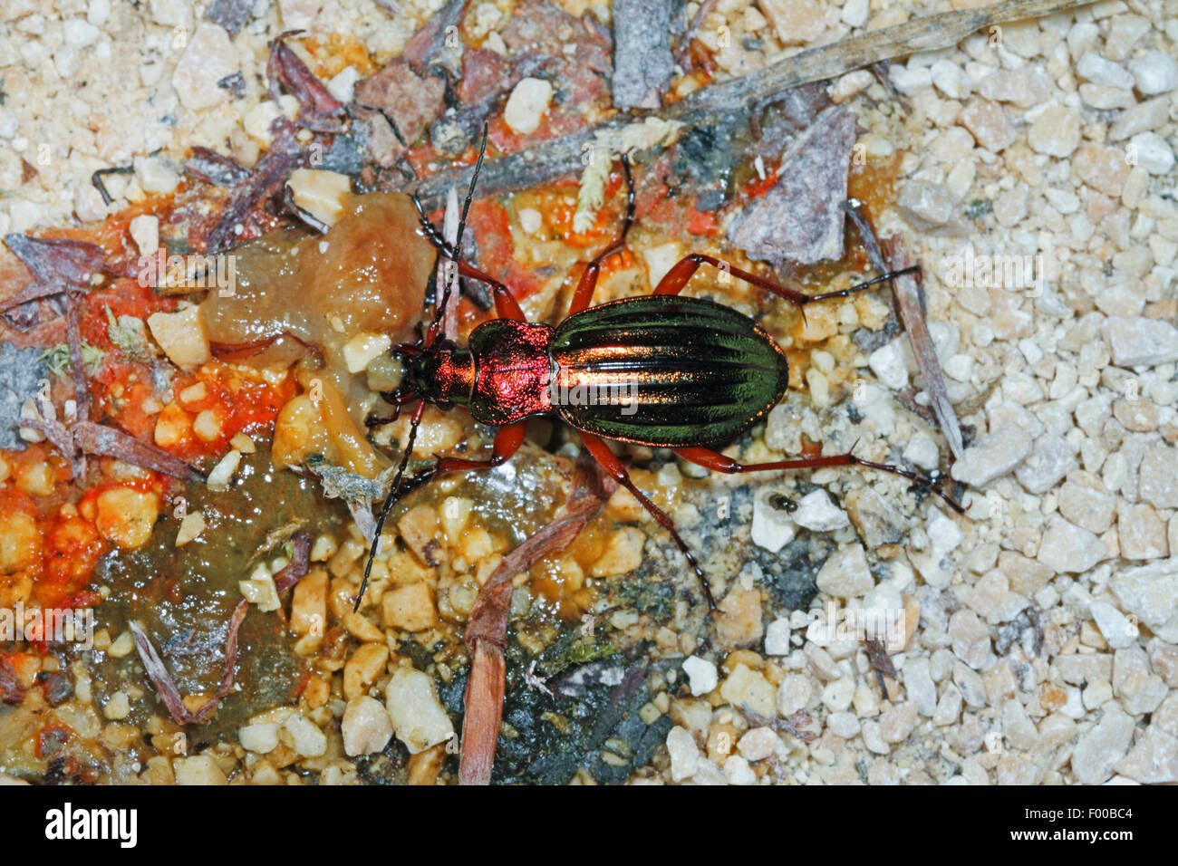 Massa dorata maggiolino, dorate di massa (coleottero Carabus auratus), presso i resti di una lumaca, Germania Foto Stock