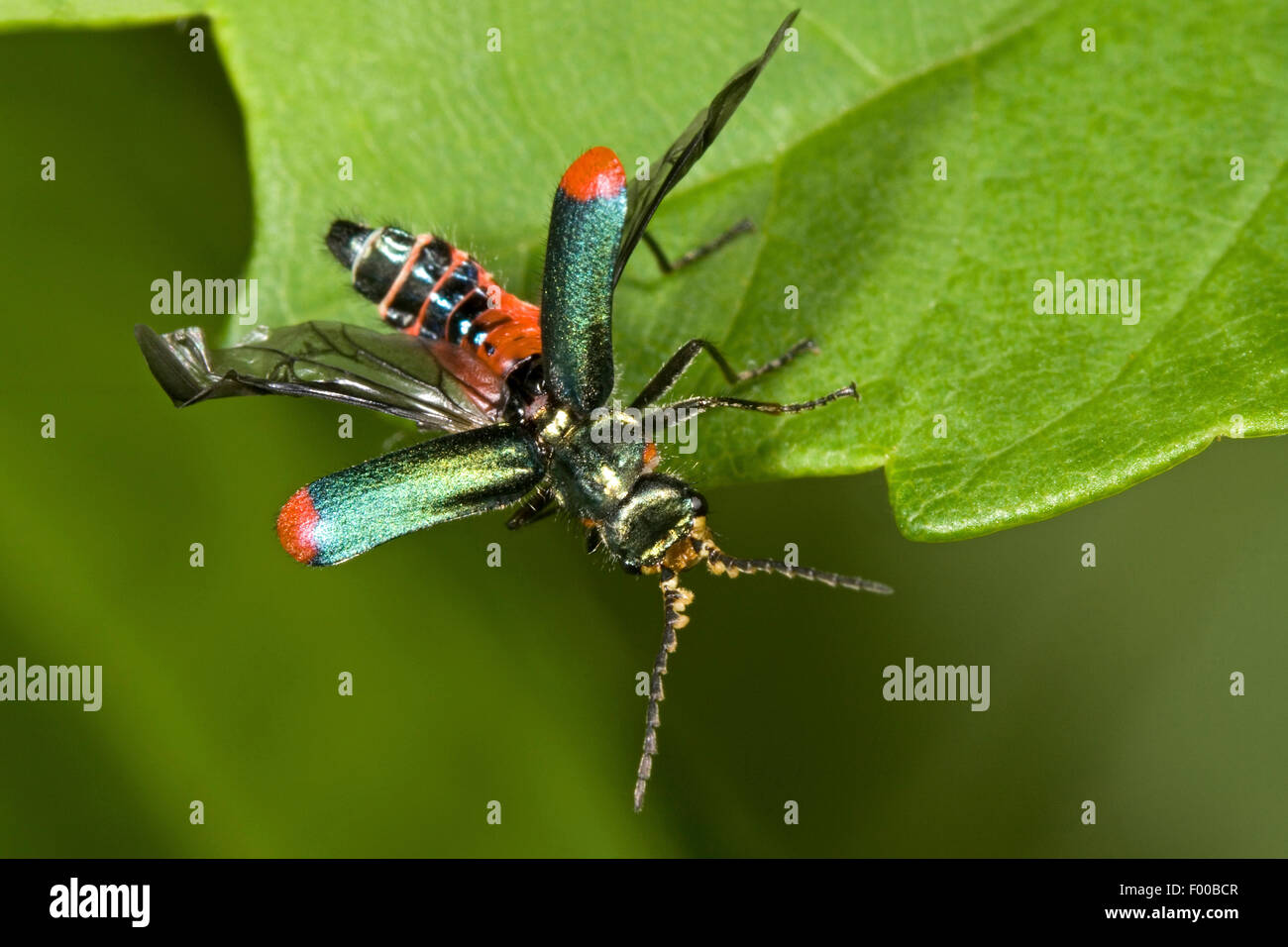 Rosso-ribaltato flower beetle (Malachius bipustulatus), su una foglia con alette aperte, Germania Foto Stock