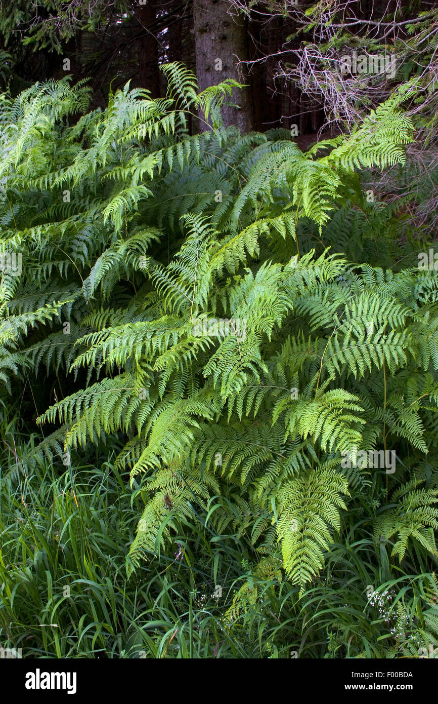 Bracken fern (Pteridium aquilinum), Germania Foto Stock