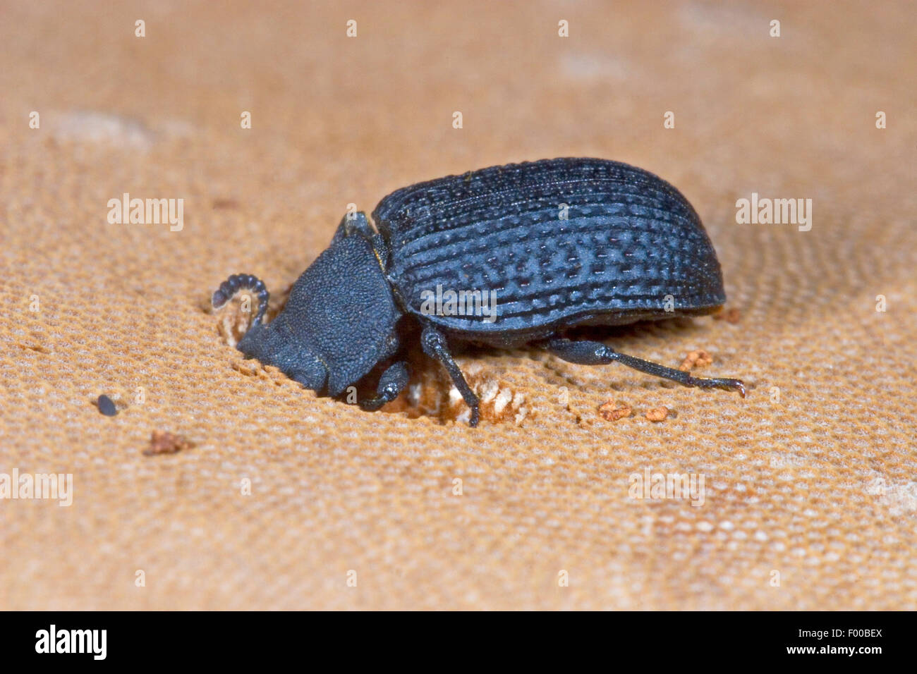 Nero fungo Tinder Beetle (Bolitophagus reticulatus), feed su una staffa fungo, Germania Foto Stock