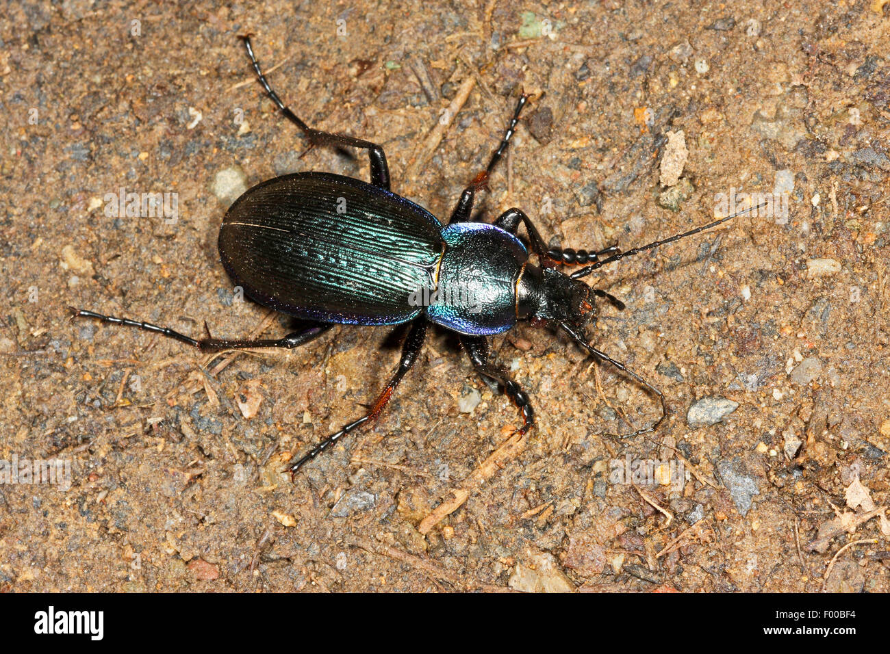Massa viola Beetle (Carabus problematicus, Mesocarabus problematicus), maschio, Germania Foto Stock