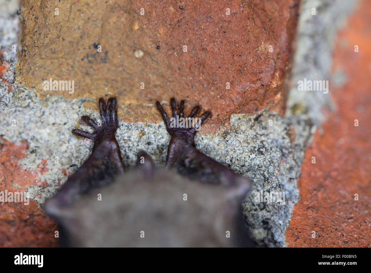 Maggiore Mouse-eared bat, Grandi Mouse-Eared Bat (Myotis myotis), ritratto dei piedi durante di svernamento , Germania, il Land della Baviera Foto Stock