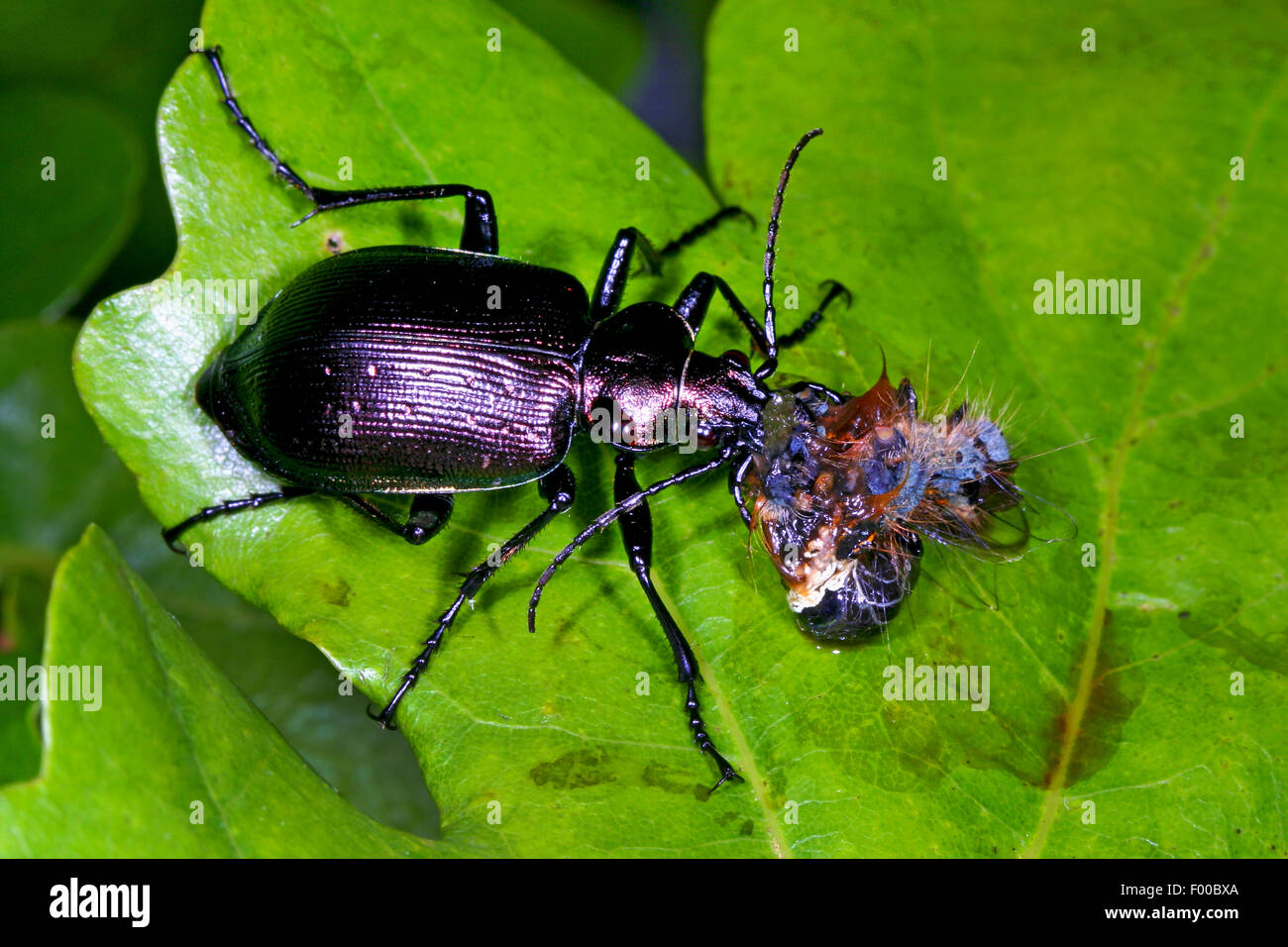 Oakwood massa (coleottero Calosoma inquisitore), con catturato caterpillar, Germania Foto Stock