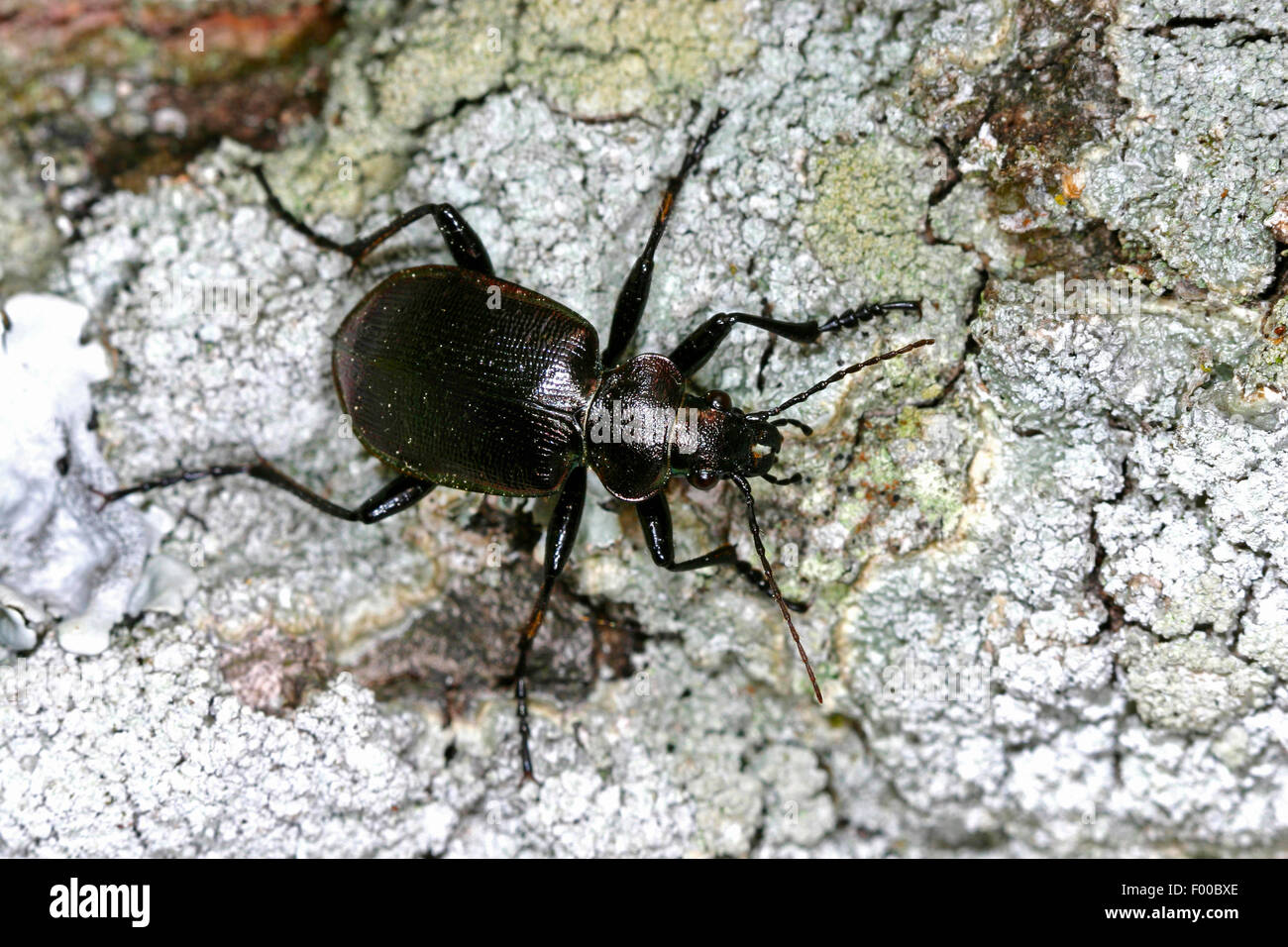 Oakwood massa (coleottero Calosoma inquisitore), su una pietra ricoperta di licheni, Germania Foto Stock