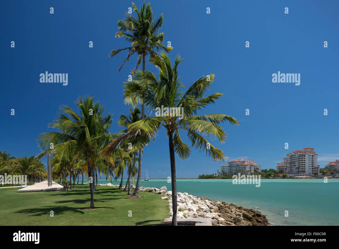 Palme South Pointe PARK MIAMI BEACH FLORIDA USA Foto Stock