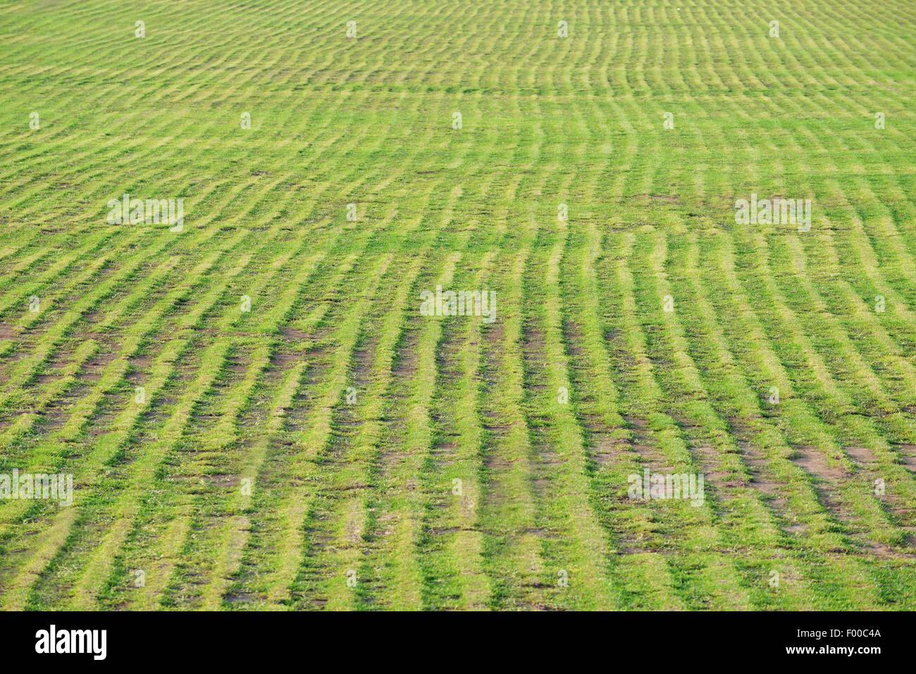 In prossimità di un campo di erba crescente che mostra la piantagione di righe in verde vivace Foto Stock