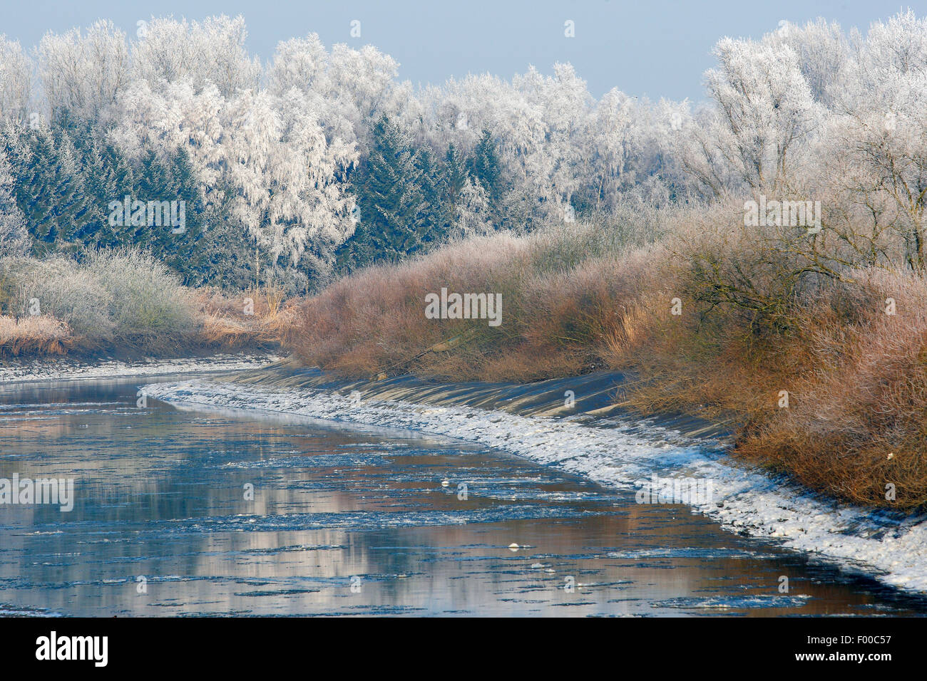 Coperta di neve alberi fiume Schelda, Belgio Foto Stock