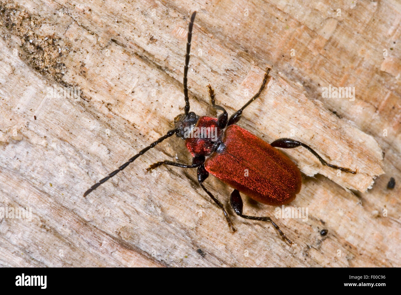 Scarlet-rivestito longhorn beetle, Welsh oak longhorn beetle (Pyrrhidium sanguineum), su legno, Germania Foto Stock