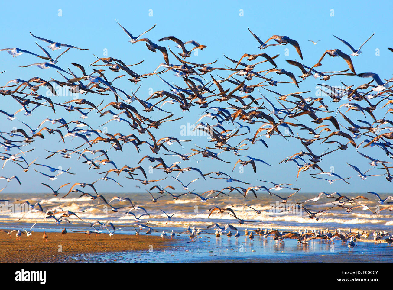 Aringa gabbiano (Larus argentatus), volare fino gabbiani sulla costa del Mare del Nord, Belgio Foto Stock