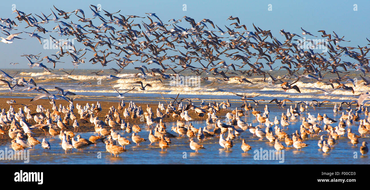 Aringa gabbiano (Larus argentatus), volare fino gabbiani sulla costa del Mare del Nord, Belgio Foto Stock