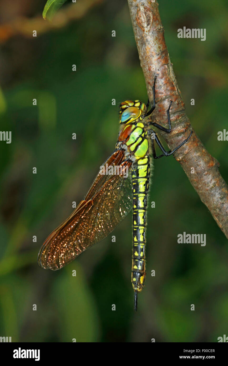 Minor hairy dragonfly, Hairy Dragonfly, Hairy Hawker, Molla Hawker (Brachytron pratense, Brachytron hafniense), femmina in corrispondenza di un ramoscello, Germania Foto Stock